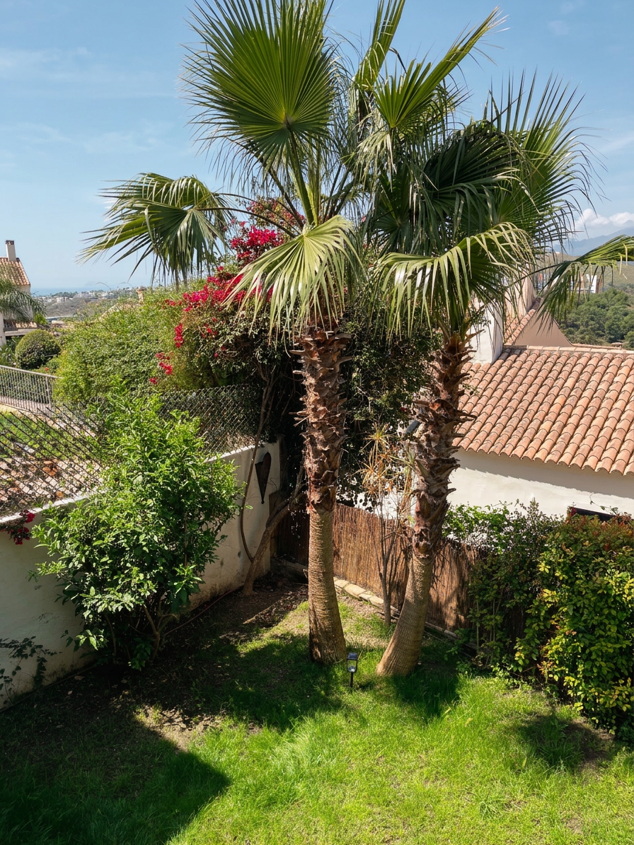 Garden with palms and bougainvillea